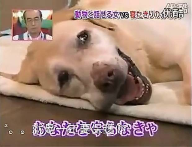 要讓人類聽懂動物的語言，AI還需克服哪些難題？