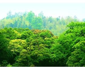 全國(guó)碳市場(chǎng)開(kāi)始階段不搞期貨，不征碳稅，增加林業(yè)碳匯交易
