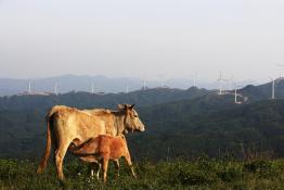舐?tīng)偾樯?華潤(rùn)電力隨州鳳鳴風(fēng)電場(chǎng)