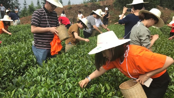 這片北緯30°的優(yōu)質(zhì)茶園，探索了產(chǎn)業(yè)扶貧擁抱“互聯(lián)網(wǎng)+“新路