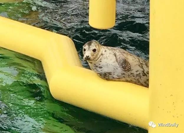 海上風(fēng)電破壞海洋生態(tài)？海豹：想多了！